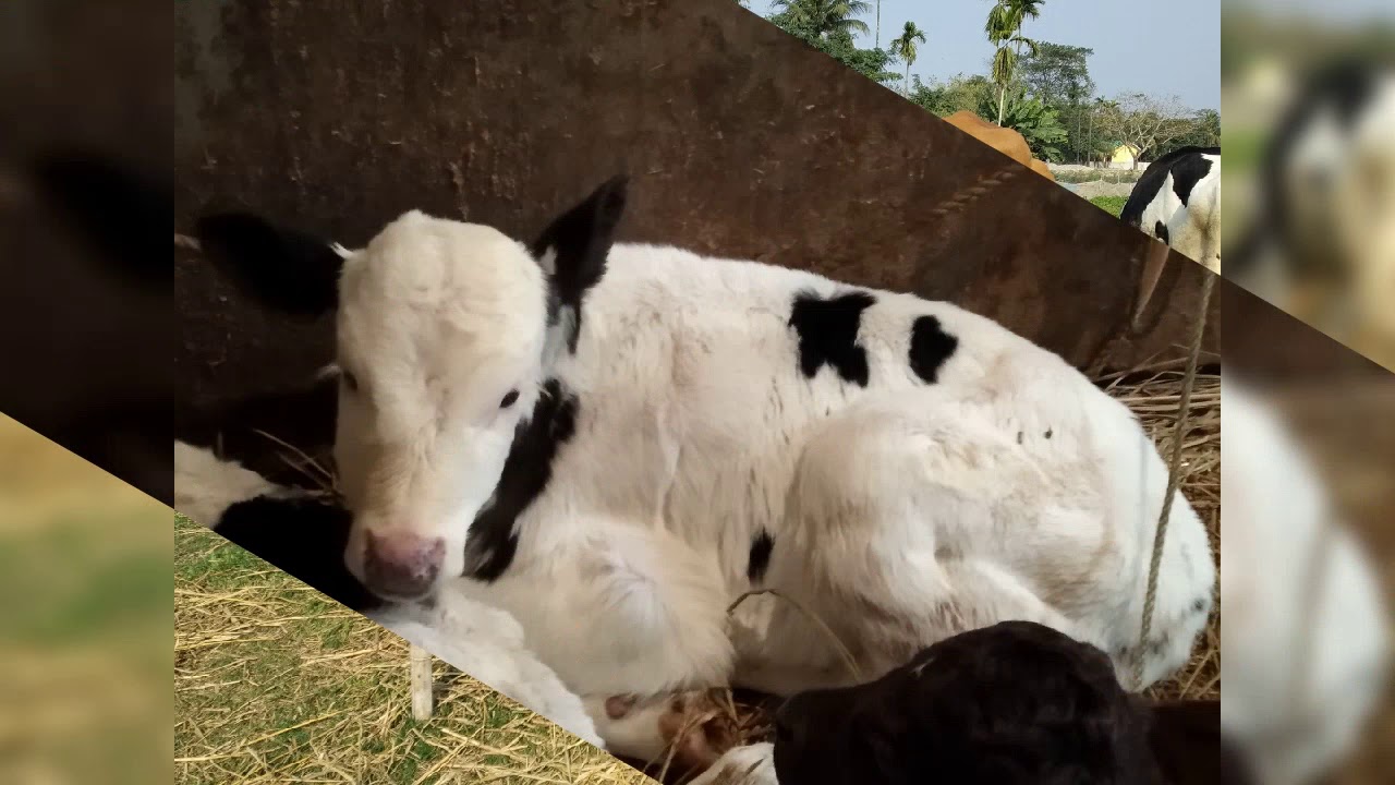 Bongaigaon cow farm,all breed available,see description