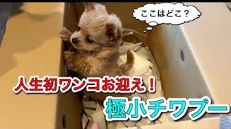 極小犬 Youtube