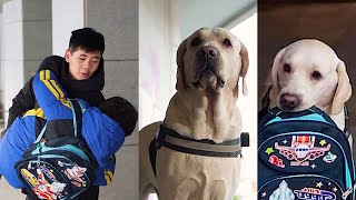 The Stray Dog was Adopted, Escorted the Little Owner to School, and was Accepted by the Little Owner