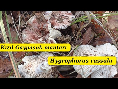 Video: False russula: funksjoner og egenskaper