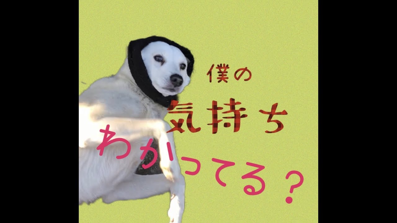 犬 ワンコ 可愛い 癒し とあるワンコの寝不足物語 Youtube