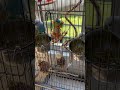 Nemo and Cleo eating veggies 🥦 #shorts #budgies #feeding #ytshorts #birds #viral #yt #cute