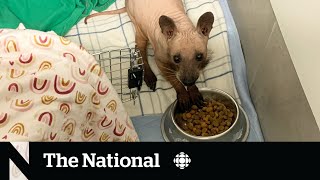 #TheMoment a hairless raccoon was taken in by a wildlife rescue team