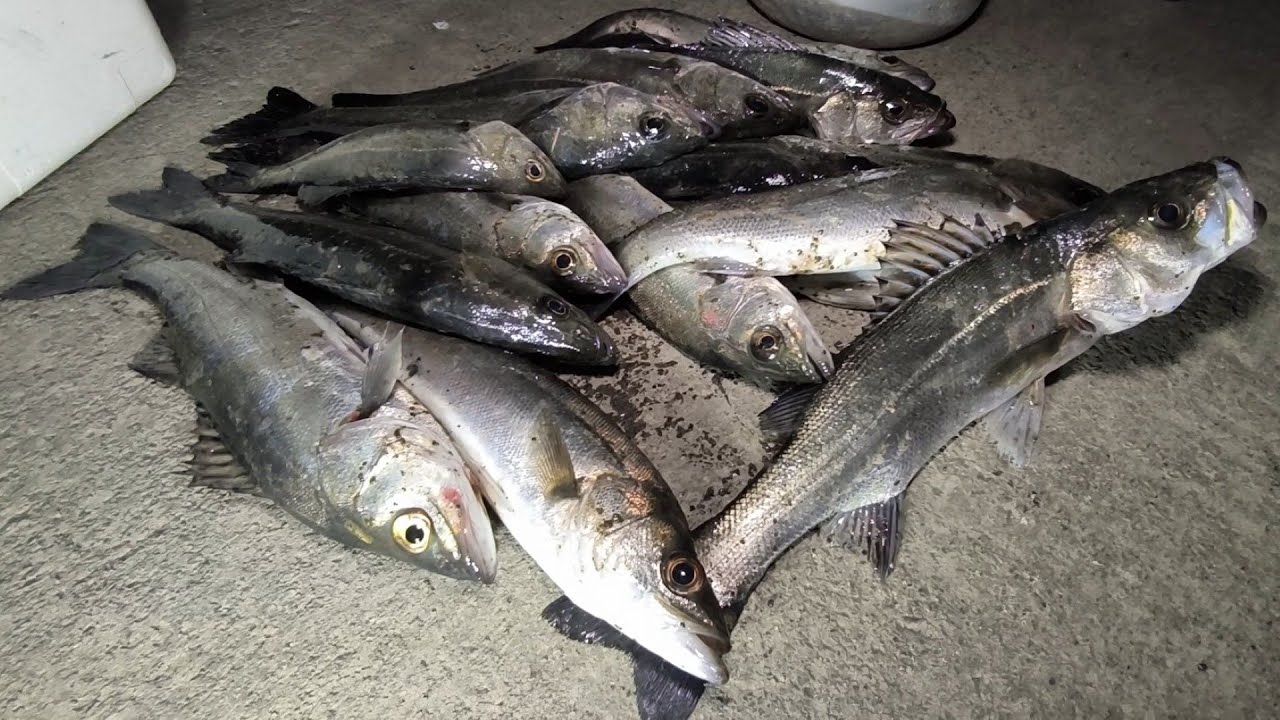 Sea bass fishing [Suzuki Seigo] explosion fishing in the winter