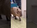 おかえり、とんちゃん🏠#カピバラ #capybara #tokyo #animals #shorts
