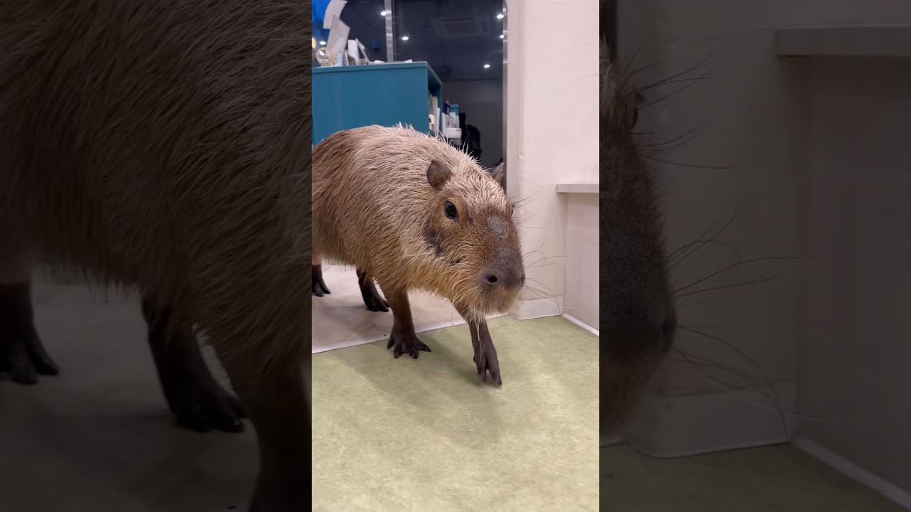 おかえり、とんちゃん🏠#カピバラ #capybara #tokyo #animals #shorts