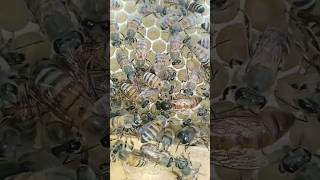 عمل النحل على الأساس الشمعي بعد تلقيح الملكة العذراء