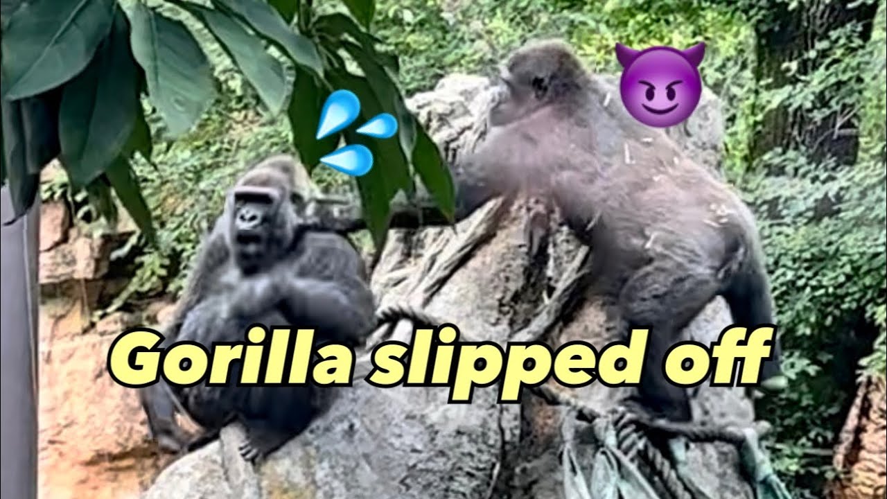 😱息子のイタズラに驚き滑り落ちる母ゴリラ🤣Mom gorilla slides down