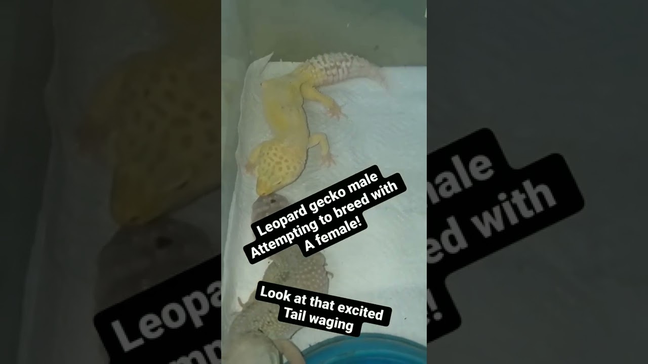 LEOPARD GECKO BREEDING BEHAVIOR