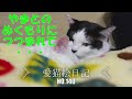 【愛猫絵日記-140】愛猫達は、虹の橋へ行った先住猫を憶えているんでしょうか?