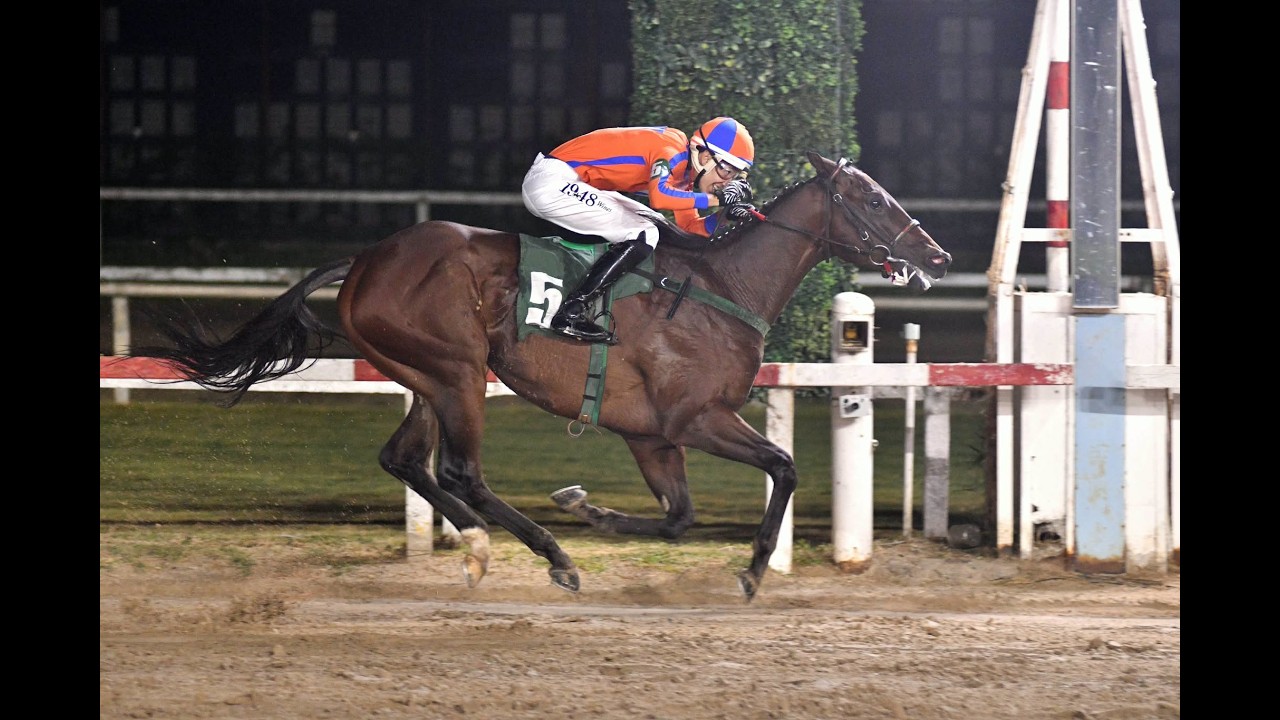 Especial Florindo Catapano 2026 - Le Chat Malévolo (Santillano)