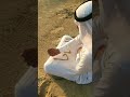 حيالله الطنايا شمر وعزز شمري اثبت نفسك
