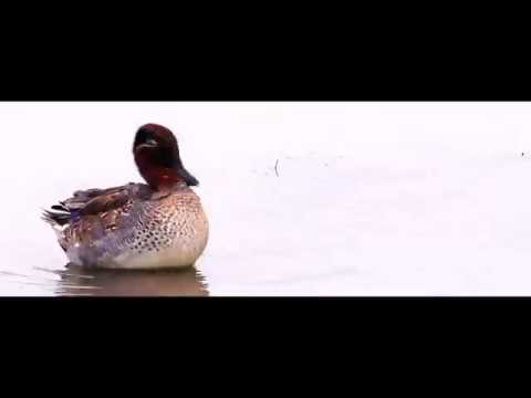 nature revista Wintertalingen