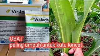 New,Obat Paling Ampuh Untuk Jenis Kutu Loncat