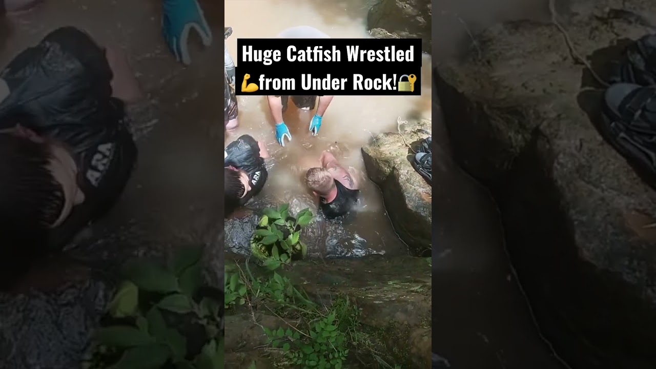 Huge Catfish Wrestled out from Under Rock!! Noodling Headlock