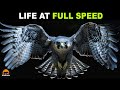 Peregrine Falcon - The Life of a Predator at Maximum Speed