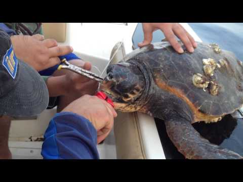 Video: Salvare Le Tartarughe In Baja California Sur, Messico - Rete Matador