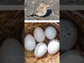 Rare Birds &amp; Their Weirdest Eggs||Birds That Lay the Most Unbelievable Eggs|| Trending Facts 313