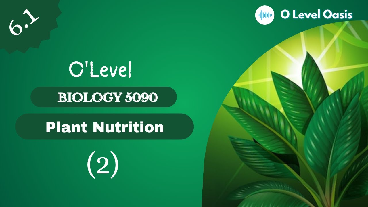 Chlorophyll | O Level Biology 5090 |Chapter 6 | Plant Nutrition ...