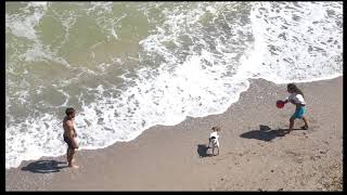 |🤣cute dog playing ball🏀 in beach| 😁Happy dog |#shorts