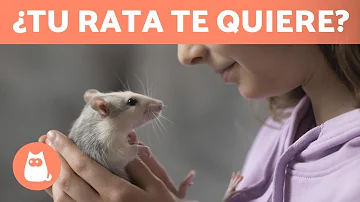 ¿Cómo puedo saber si mi rata es feliz?