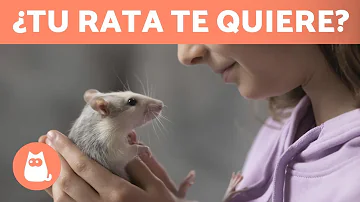 ¿Cómo muestran afecto las ratas a los humanos?