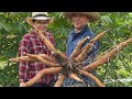 Casal de agricultor no Japão #mandioca