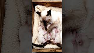 cute cat whit her kittens in a box topdown #shorts #shortvideo