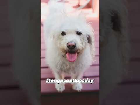 Video: Hunde, die #TongueOutTuesday feiern