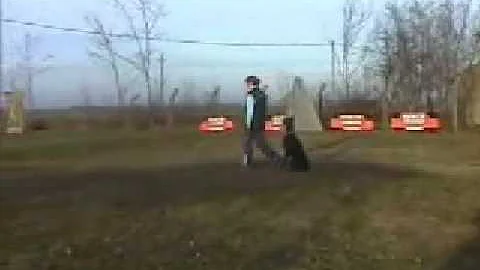 Paradise di Altobello in obedience
