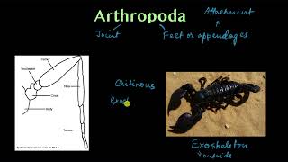 Phylum Arthropoda  part 1 | Animal kingdom | Biology | Khan Academy