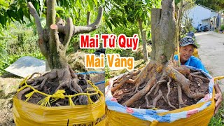 SANG 31/5 | O936-767-771 | PHÔI MAI VÀNG, MAI TỨ QUÝ, LAI VUNG ĐT -  @bonsai Can Tho