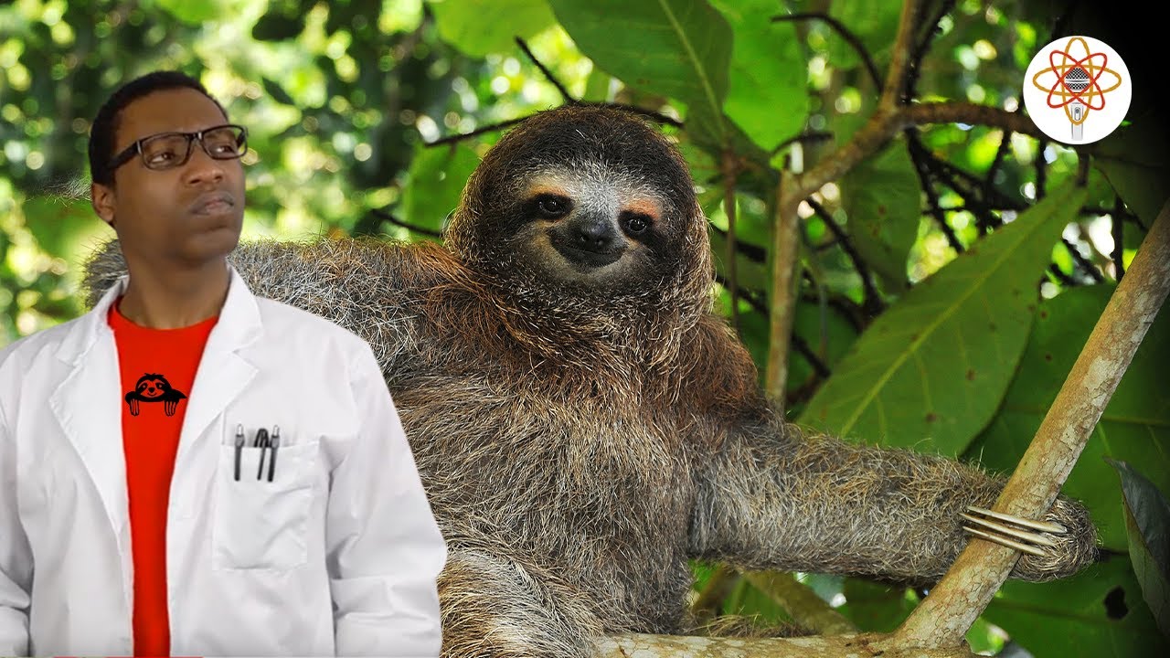 Sloths | The SCIENCE RAP Show