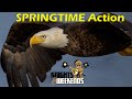 Spring in Action: Eagles, Osprey, Herons and more!