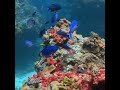 Snorkeling dive underwater sea reef