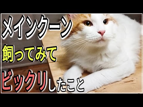 実際メインクーンを飼うとこうだよっていう事ＴＯＰ５