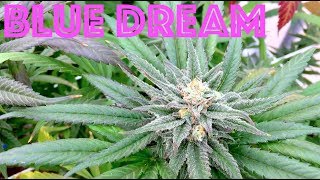 Blue Dream SCROG GreenHouse Grow Time-Lapse