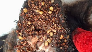 Removing All Ticks From Dog - Dog Ticks Removing Clip - Ticks Removal Videos EP 10