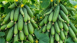 LIVE🔴🌿Easy Way to Grow Cucumber Tree at Home from Cucumber (Step-by-Step Guide) #livestream #live