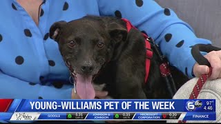 Young-Williams Pet of the Week: Flash