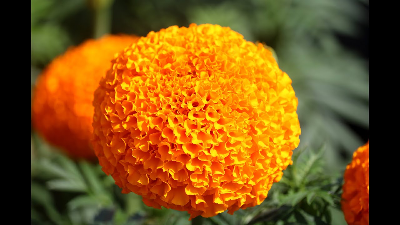 Vạn Thọ Cao Lỡ Cổ Lùn Cam Đỏ PH50. Hạt Giống Phượng Hoàng Siêu Hot