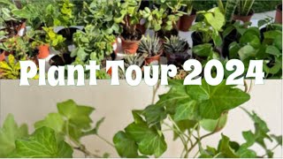 Entire houseplant collection 2024//Lilyslovelyleaves