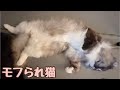 モフりマッサージ店に再来店された猫さん