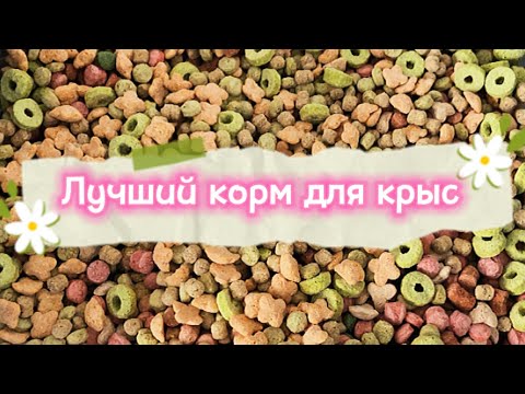 Корма для крыс 🐀 | Уборка у крыс 🐀