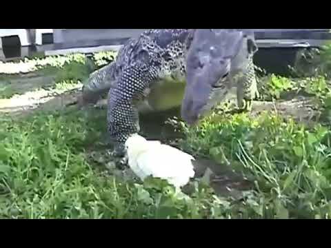 Lizard eats chick