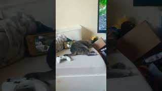 The Hypnotizing Begins