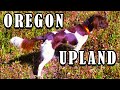 Pheasant Hunting with my Small Munsterlander, Oregon 2020 の動画、YouTube動画。