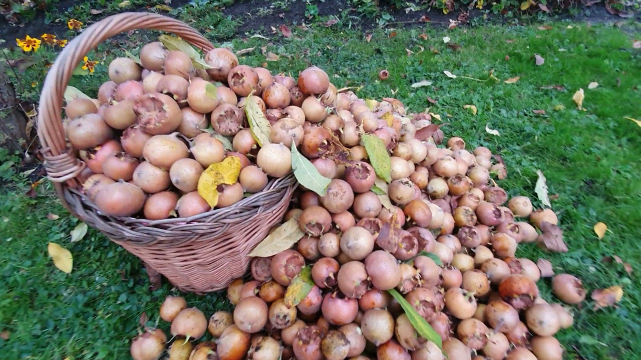 #mispel die vergessene #frucht #ernte und Reife