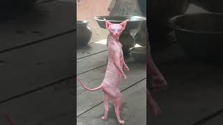 cot cotton #shortvideo #funny