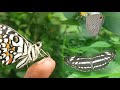 Three different types butterfly video,s...